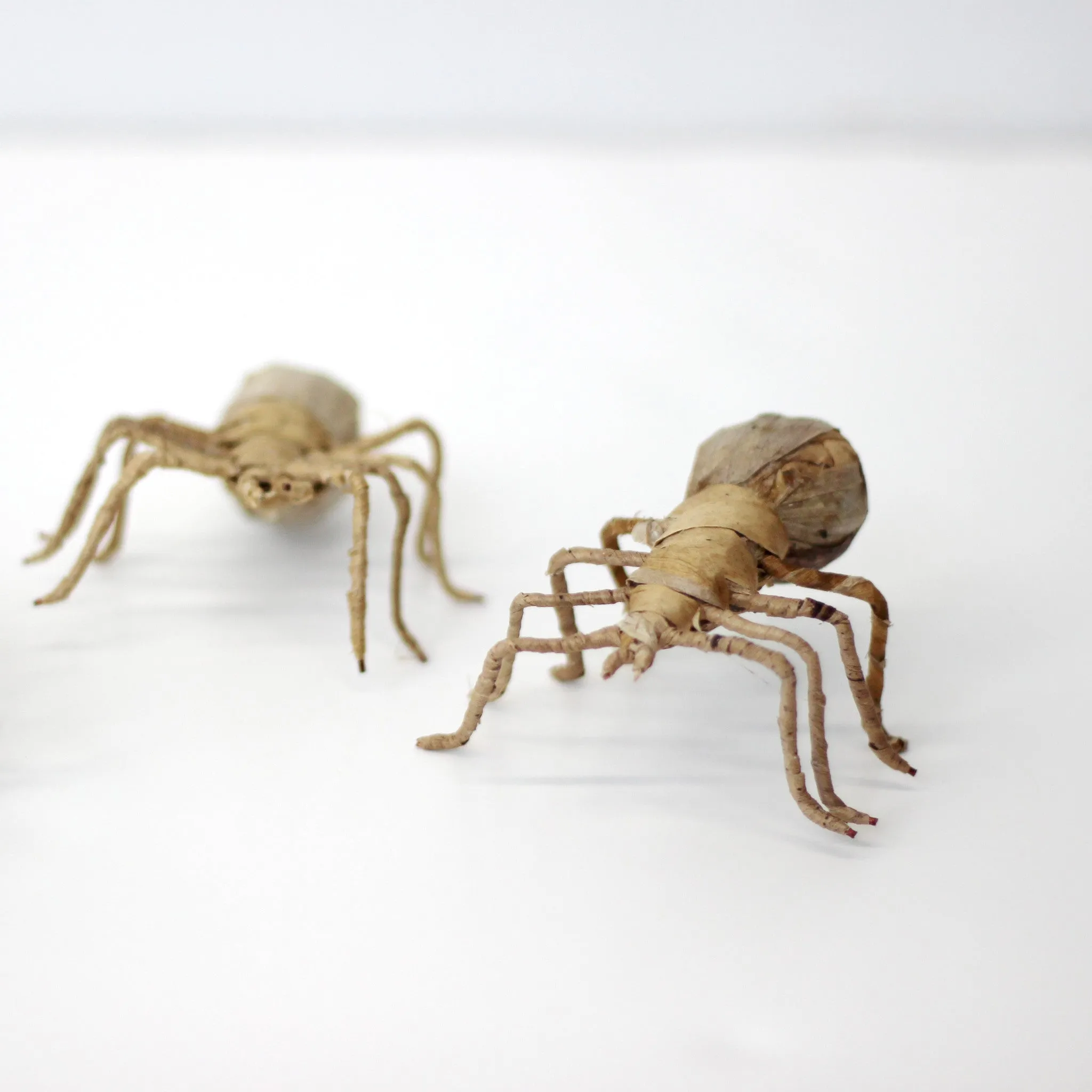 Banana Leaf Spider