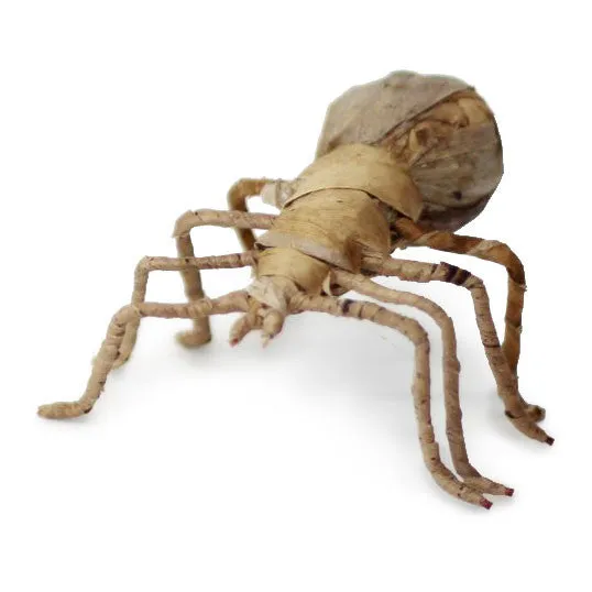 Banana Leaf Spider